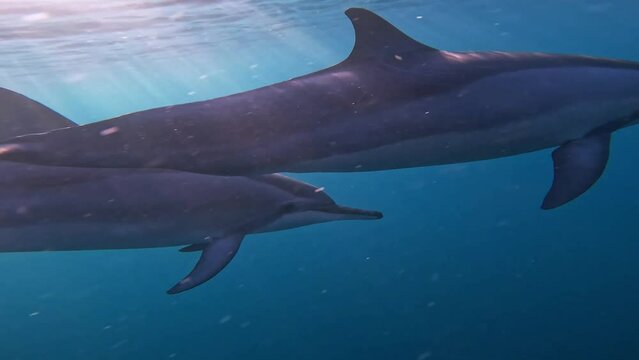 Dolphin pod carelessly playing beneath the tropical sunlight.