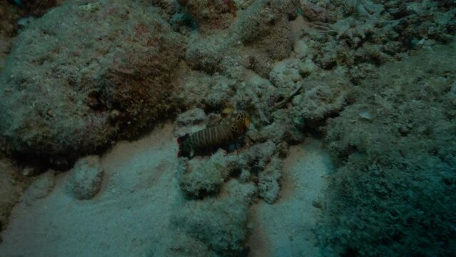 Overhead view of mantis shrimp searching for food on the ocean floor.