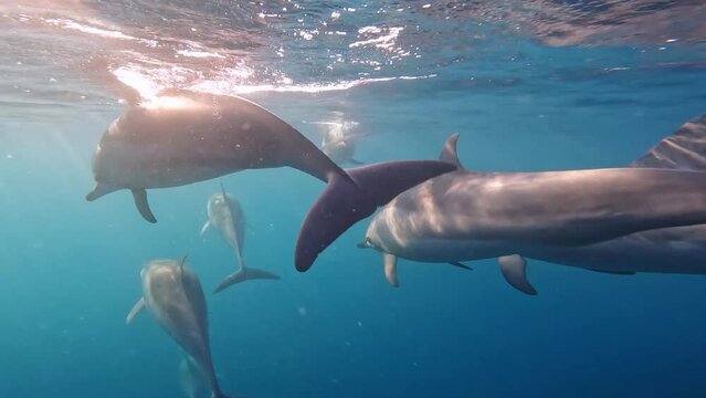 Dolphins playfully putting on a show for the camera.