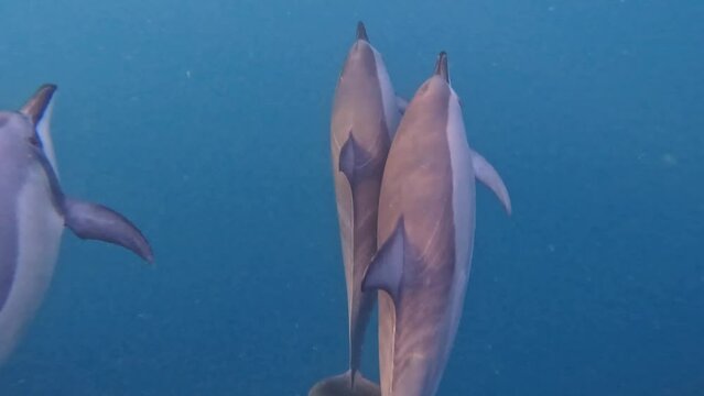 Young dolphin with pod breaking water surface.