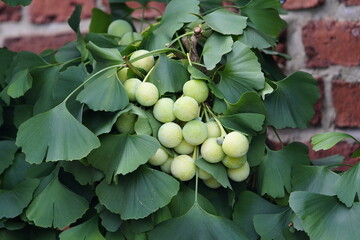 
Fruits of Ginkgo biloba, known as ginkgo, also spelled gingko or as the maidenhair tree....