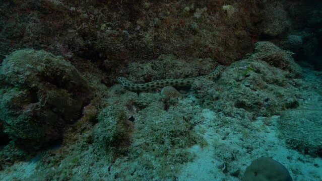 Spotted snake eel carefully searching crevices for prey.
