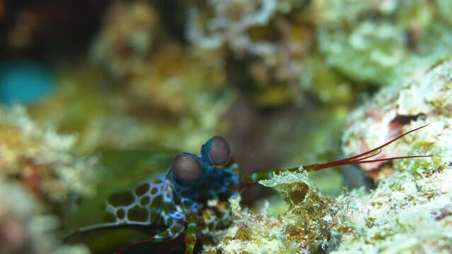 Colourful mantis shrimp on coral reef.