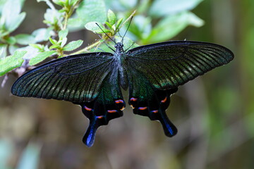 森の宝石 ミヤマカラスアゲハ