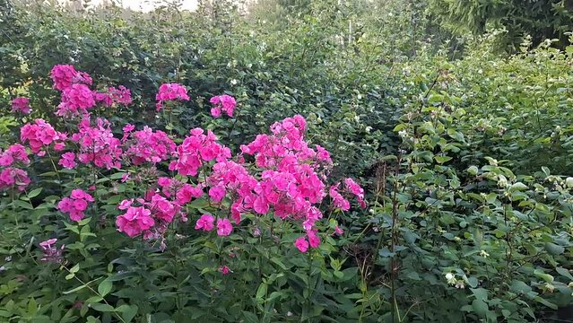 Pink phloxes and snowberries in summer garden. 