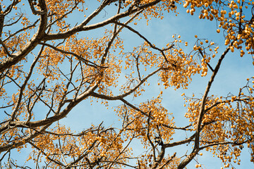 tree branches against blue sky