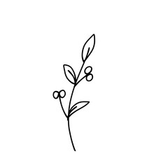 Botanical line.plant outline.