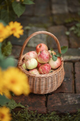 Still-life. Photo of a basket with homemade apples in a summer garden.