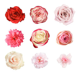 Set of different rose flowers isolated on white or transparent background