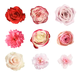Deurstickers Set of different rose flowers isolated on white or transparent background © Ortis