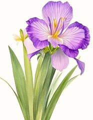 Watercolor Illustration of Kimonos of Nature: The Regal Elegance of Japanese Iris Blossoms