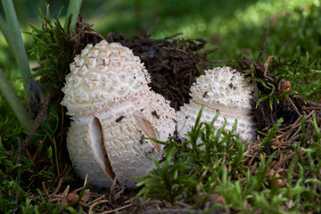 Poisonous mushroom Amanita muscaria in the moss. Known as Fly Agaric or Fly Amanita. Two young amanita mushrooms in spruce forest.