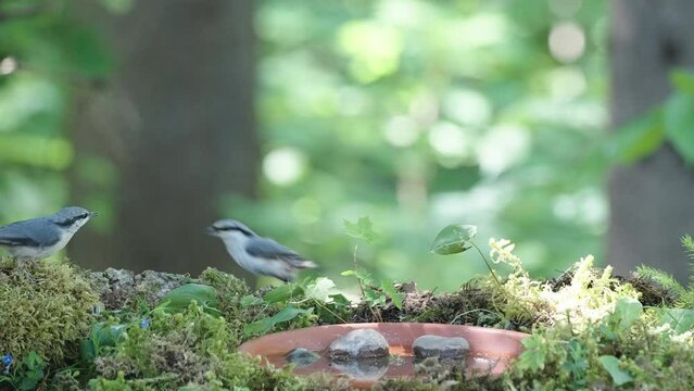 The two nuthatch bird on the forest ground hopping around in Estonia
