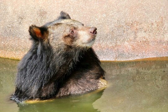 a photography of a bear sitting in a pool of water, melursus ursinus sitting in water in zoo enclosure.