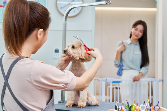한국 푸들 강아지 애완견 애완동물 펫샵 미용실에서 미용을 하고 있는 미용사와 강아지를 기쁘게 바라보고 있는 강아지 견주 고객 손님 모습