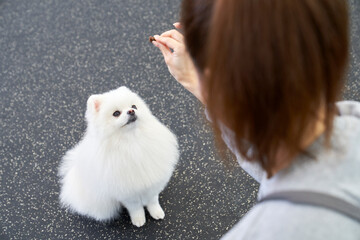 한국 포메라니안 강아지 애완견 애완동물 펫샵 훈련소 놀이시설에서 간식으로 훈련을 시키는 훈련사와 훈련사를 바라보는 강아지 모습 © Asian Portrait Image