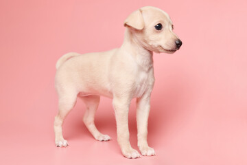Portrait of cute Italian Greyhound puppy isolated on pink studio background. Small beagle dog white...