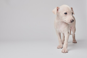 Obraz premium Portrait of cute Italian Greyhound puppy isolated on white studio background. Small beagle dog white beige color.
