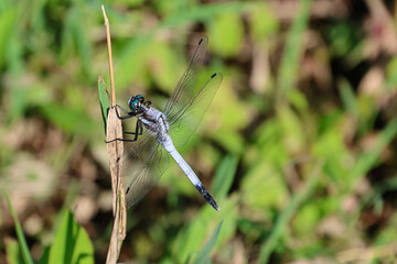 トンボのメガネは水色メガネ