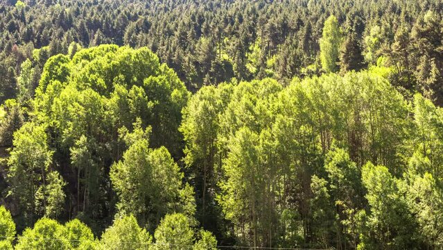 timelapse of a forest foilage in the wind