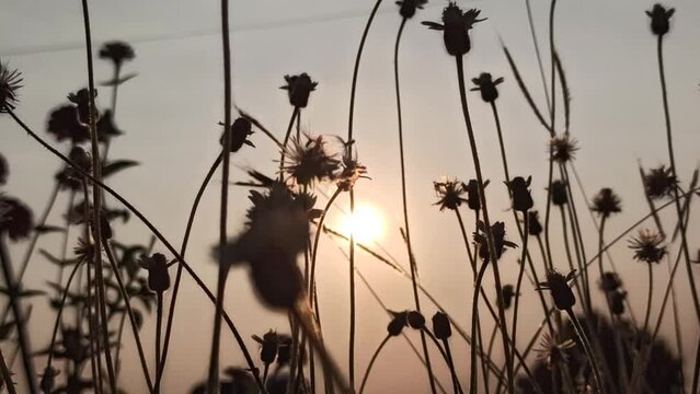 silhouette Zinnia flower in the bush
