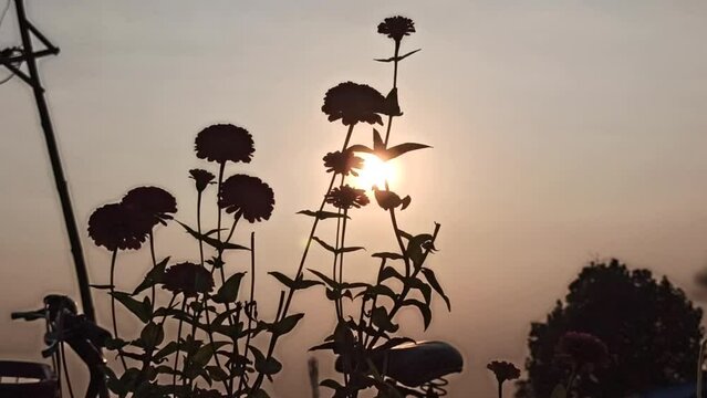 silhouette Zinnia flower in the bush