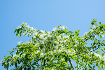 ナンジャモンジャの木（ヒトツバタゴ）