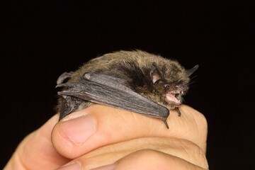 The whiskered bat (Myotis mystacinus) on the hand of a chiropterologist 