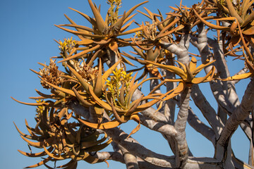 Aloidendron dichotomum (arbre à carquois ou quiver tree) dans le Giant Playground à Keetmanshop,...