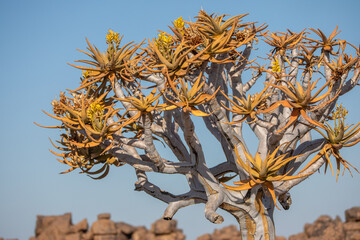 Aloidendron dichotomum (arbre à carquois ou quiver tree) dans le Giant Playground à Keetmanshop,...