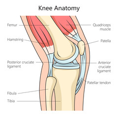 Anatomy of the human knee joint side view structure diagram schematic vector illustration. Medical science educational illustration