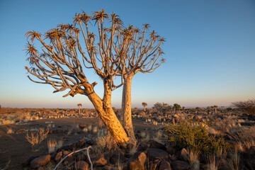Aloidendron dichotomum (arbre à carquois ou quiver tree) dans le Giant Playground à Keetmanshop,...
