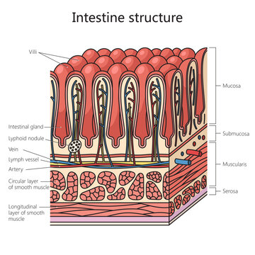 Human gut structure intestinal wall diagram schematic vector illustration. Medical science educational illustration