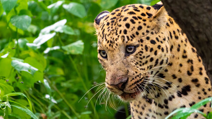 Indian leopard (Panthera pardus fusca)