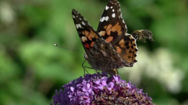 Painted Lady butterfly (Vanessa cardui) being pestered by a honey bee as it feeds on Buddleia. July, Kent, UK. [Slow motion x10]