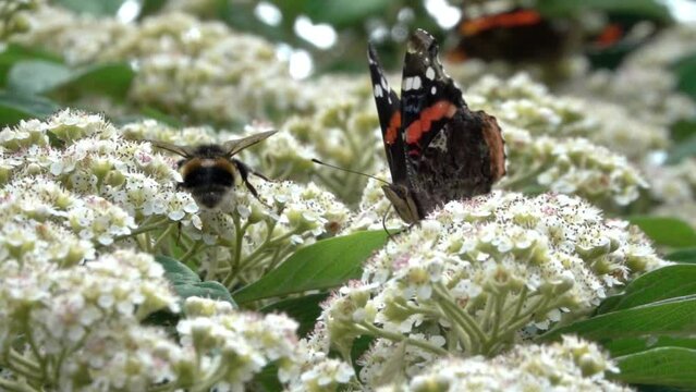 Red Admiral butterfly (Vanessa atalanta) feeding on Cotoneaster flowers, joined by a bumble bee . July, Kent, UK. [Slow motion x10]