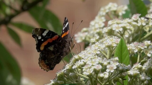 Red Admiral butterfly (Vanessa atalanta) feeding on Cotoneaster flowers before flying away. July, Kent, UK. [Slow motion x10]