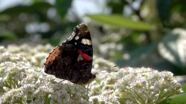 Red Admiral butterfly (Vanessa atalanta) feeding on Cotoneaster flowers as other insects fly around. July, Kent, UK. [Slow motion x10]