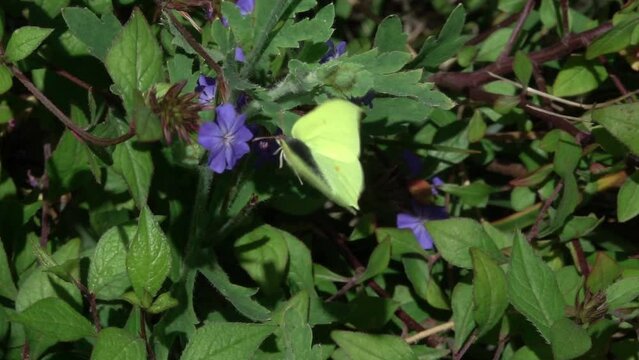Brimstone butterfly (Gonepteryx rhamni) male flying around Ceratostigma flowers.  July, Kent UK. [Slow motion x10]