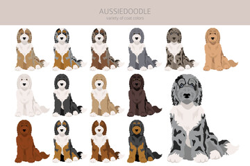 Aussiedoodle clipart. Aussie Poodle mix. Different coat colors set