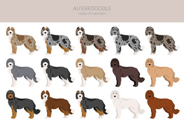 Aussiedoodle clipart. Aussie Poodle mix. Different coat colors set