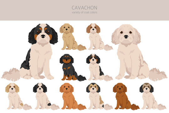Cavachon clipart. Cavalier King Charles Spaniel Bichon Frise mix. Different coat colors set