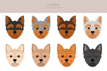 Obraz na płótnie Canvas Chorkie clipart. Chihuahua Yorkshire terrier mix. Different coat colors set