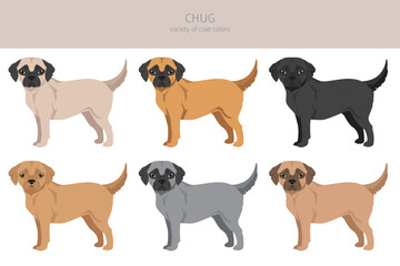 Chug clipart. Chihuahua Pug mix. Different coat colors set