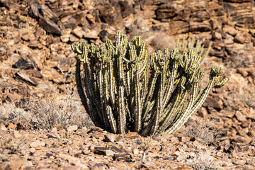 Euphorbia virosa on Fish river canyon, Namiba