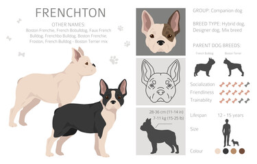 Frenchton clipart. French bulldog Boston terrier mix. Different coat colors set