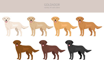 Goldador clipart. Golden retriever Labrador mix. Different coat colors set