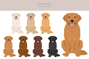 Goldador clipart. Golden retriever Labrador mix. Different coat colors set