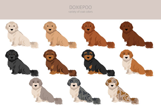 Doxiepoo clipart. Dachshund Poodle mix. Different coat colors set