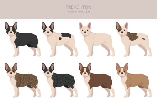 Frenchton clipart. French bulldog Boston terrier mix. Different coat colors set